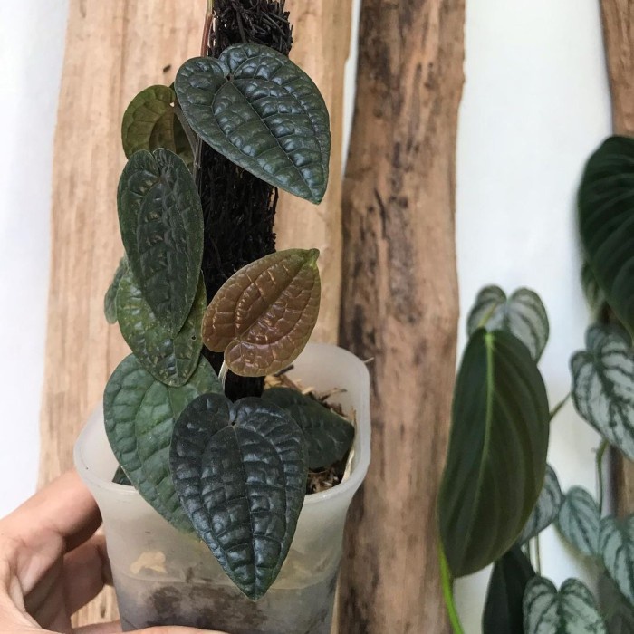 Flash Sale Tanaman Herbal Sirih Hitam Asli Keriput Langka , 100% Asli Termurah