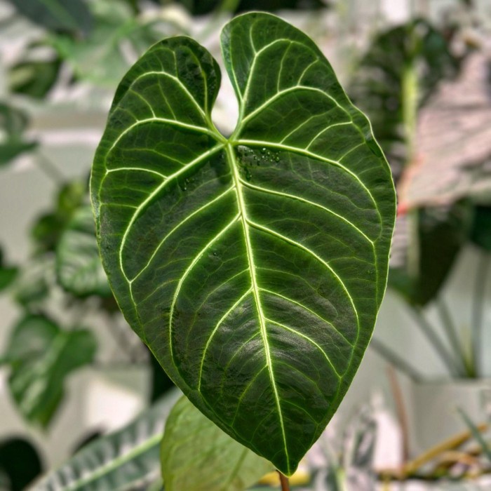 Bonggol Bibit anthurium regale