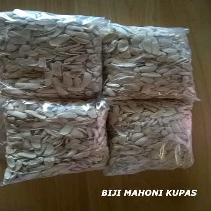 

PROMO 50 gram biji mahoni kupas premium murah