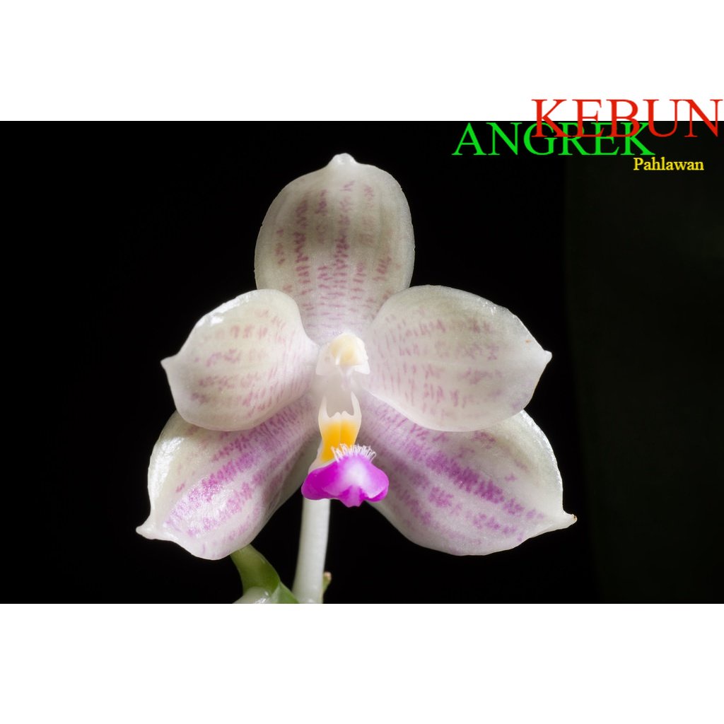 Anggrek Phalaenopsis Javanica Sumatra
