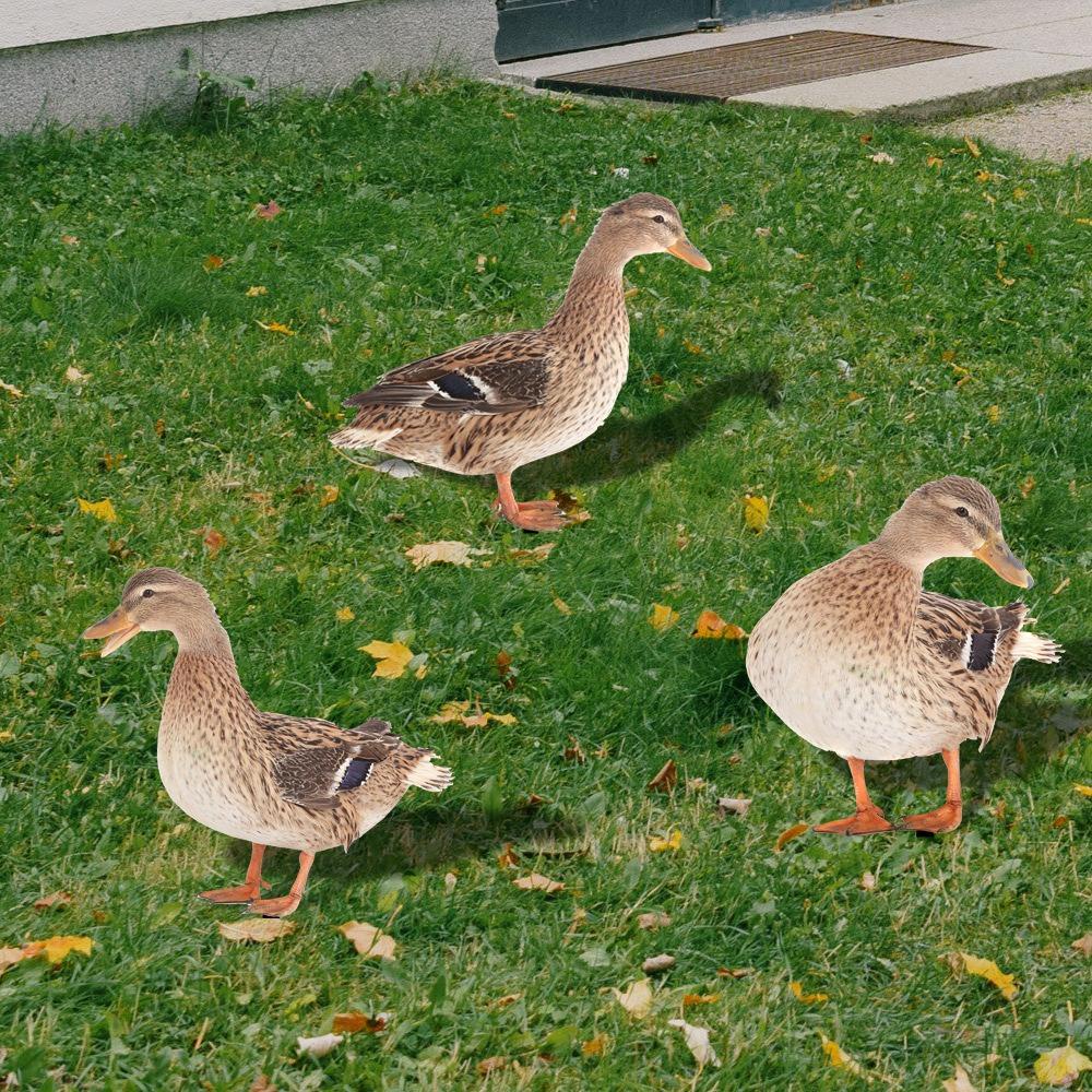 TOP Patung Bebek Akrilik Patung Pencetakan Dua Sisi Yard Art Decor Wild Duck Dekorasi