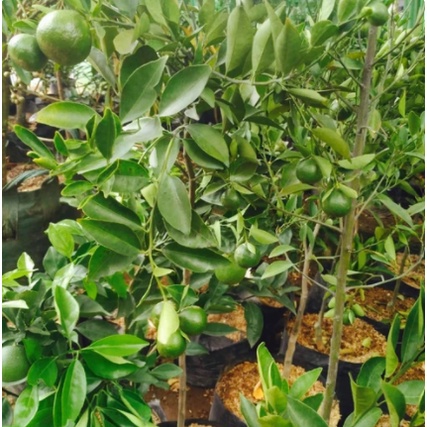 tanaman buah jeruk santang madu // siap berbuah
