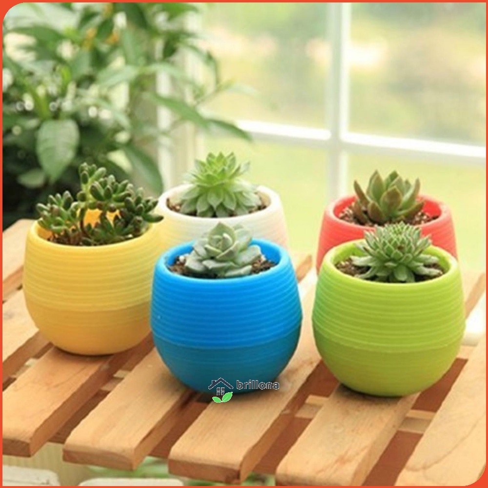 Mini Pot Bunga Hias Kaktus Tanaman - 5pcs