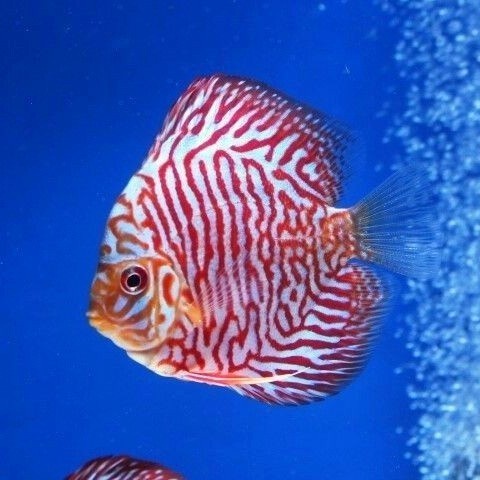 Ikan Discus Tiger Ukuran 4 inch