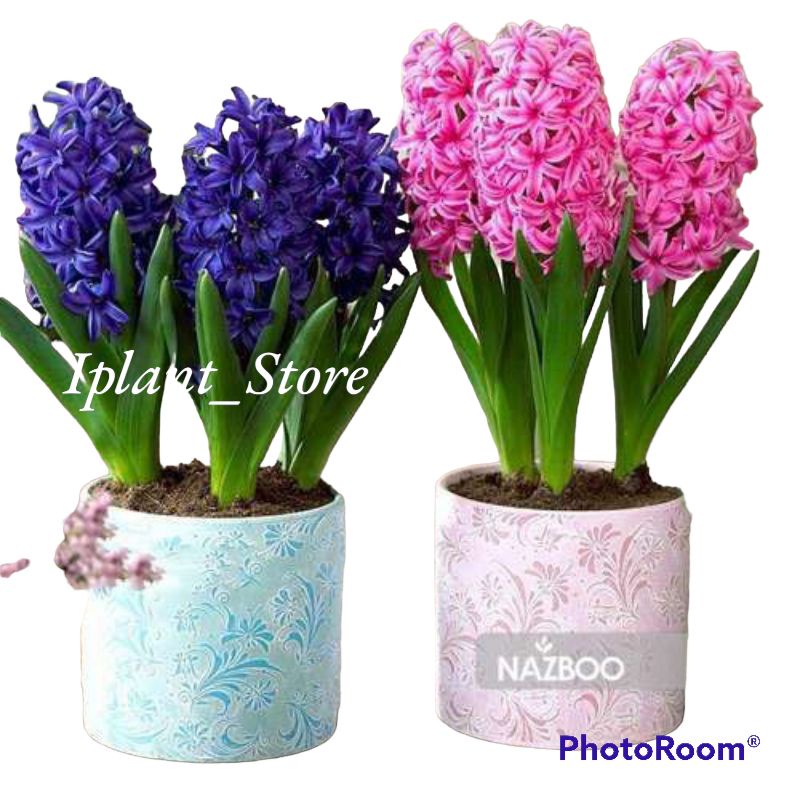 Paket 2 tanaman hias bakung amarilis-bunga bakung amarilis-umbi amarilis-tanaman hidup