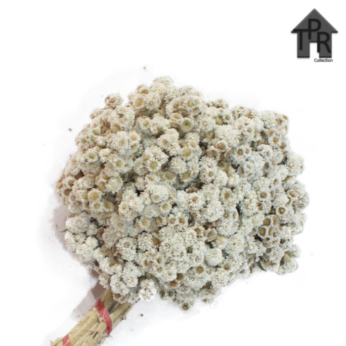 Edelweiss Bunga Abadi Dried Flower P28