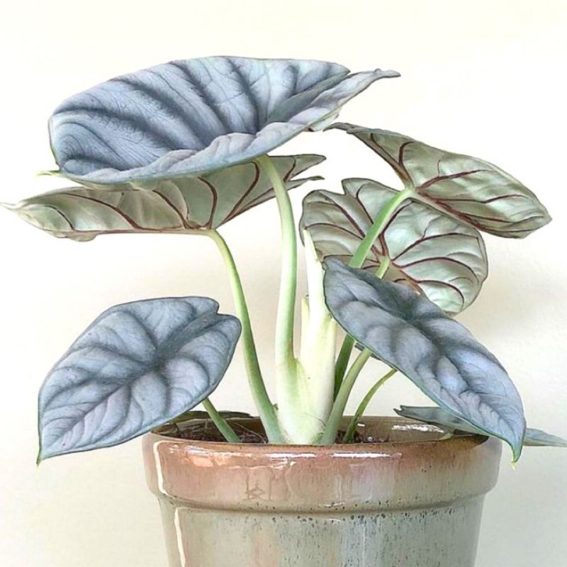 For Sale Bibit bonggol alocasia Dragon Silver Murah Bibit Umbi cacahan Indukan