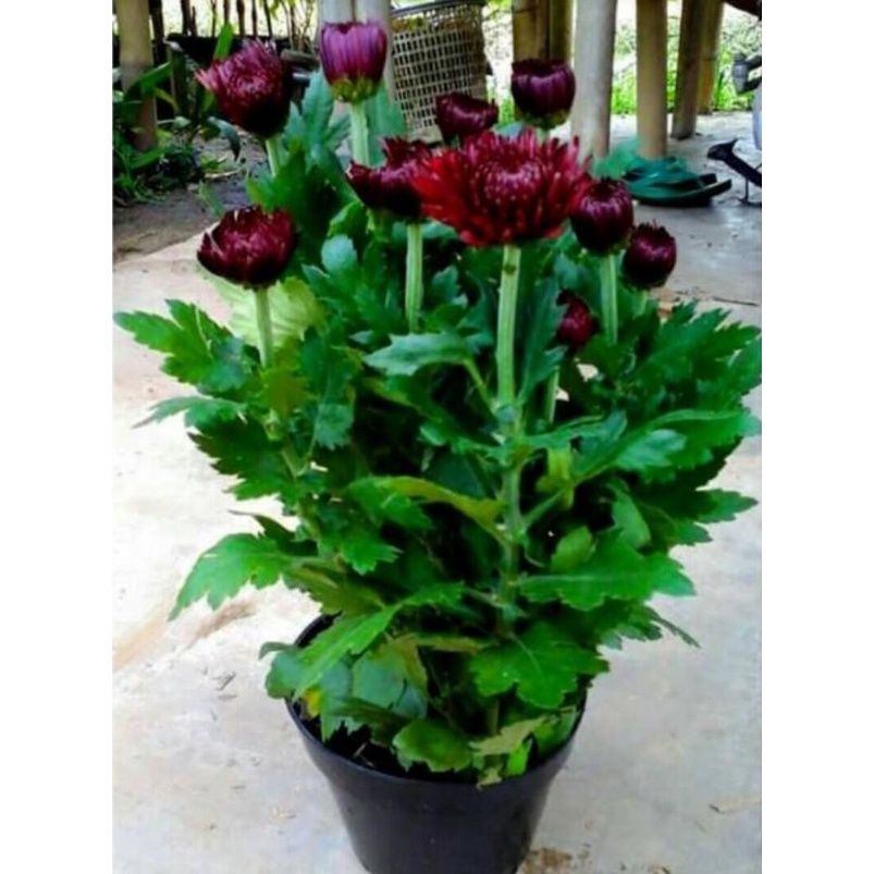 Bibit Bunga Krisan Merah,Bibit Bunga Krisan Siap Di tanam,Bibit Tanaman Bunga Krisan Merah Mantap