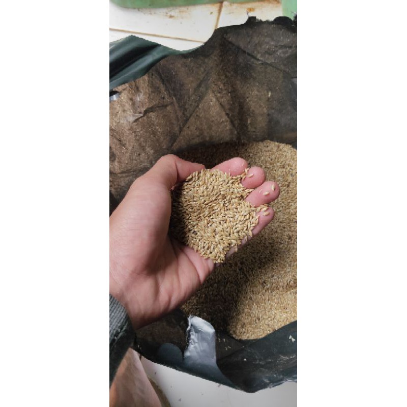 PROMO Biji rumput akar wangi vertiver akar wangi 1kg -aglonema indukan rimbun -tanaman bunga hias hi