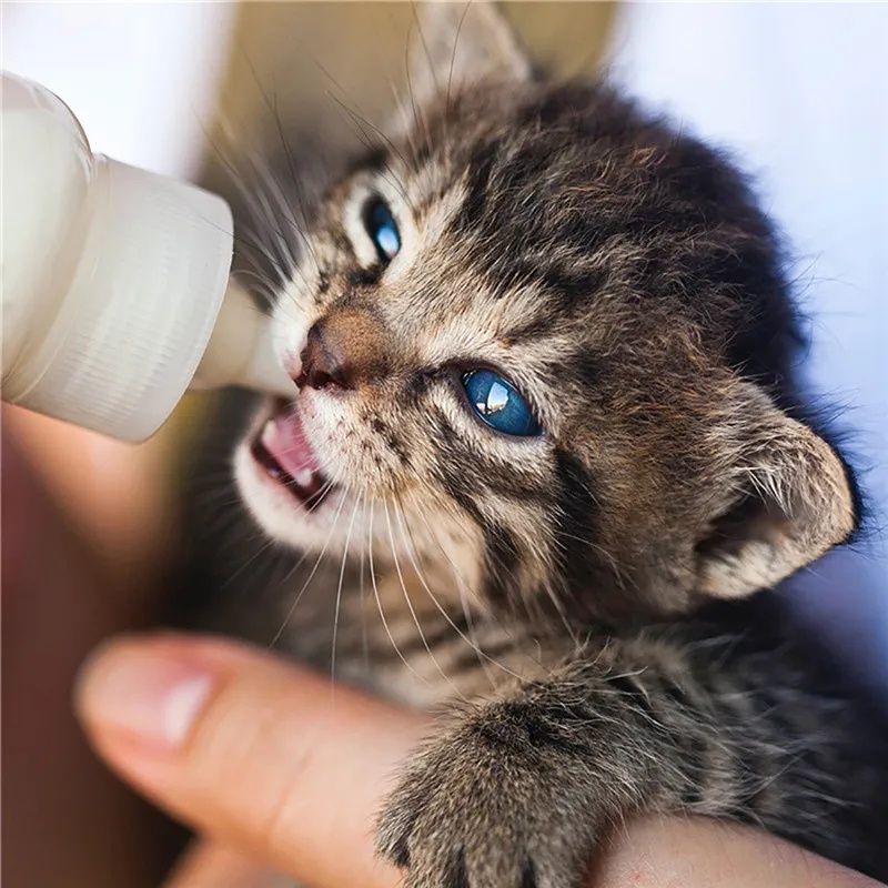 60ml Botol Memeras Makan Anak Kucing Silikon PE Berkualitas/Puppy Botol Susu Kecil Transparan Dengan Skala/Alat Botol Dot Didedikasikan Hewan Peliharaan Rumah