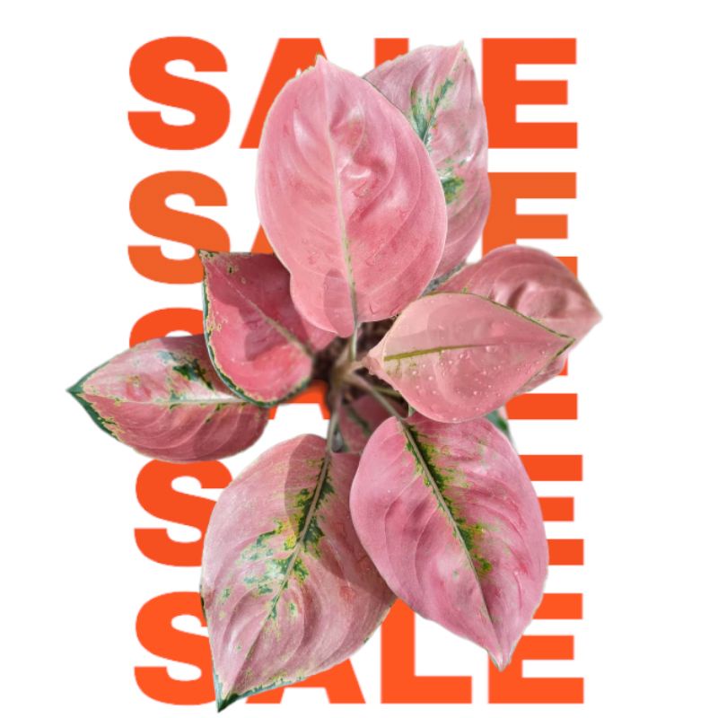 Bibit Bonggol Aglonema Kochin Cunkwok