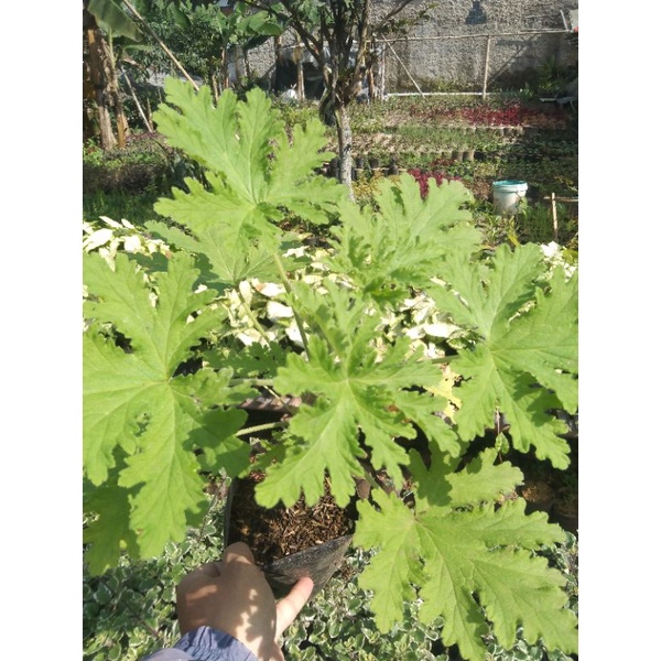 geranium citrosa / citronela pengusir nyamuk ( wangi menyengat lebih dari lavender) - Bakul kembang