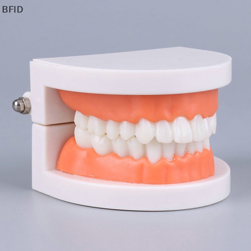 [BFID] Standard Teeth Model Standar Dewasa Typodont Demonstrasi Model Gigi Palsu Kompatibel Anak-Anak Teachig Clean Display [ID]