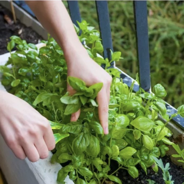 Tanaman basil  // tanaman daun Sweet Basil / Italian Basil