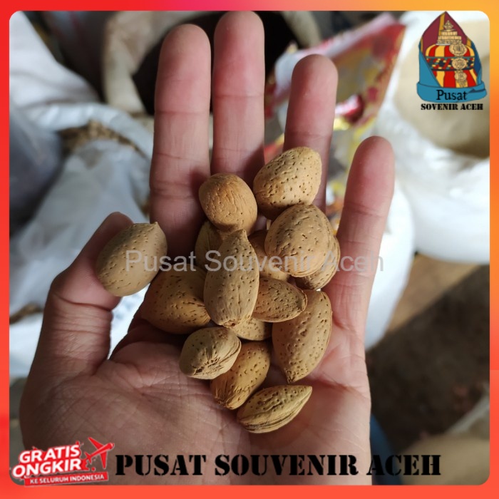 

Buah Biji Ketapang / Almond Aceh