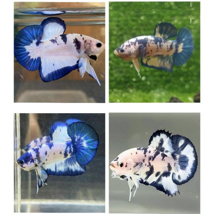 

blue rim marble panda Line jantan Buat Isi Aquarium