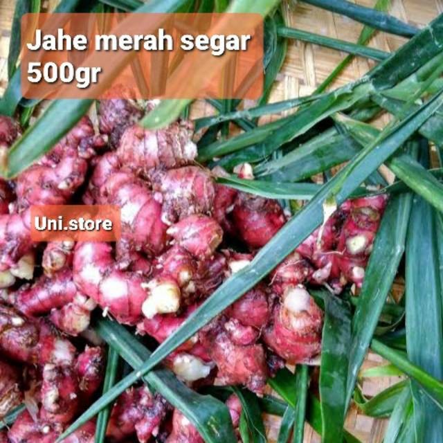 

Jahe Merah Segar 500gr - 250gr