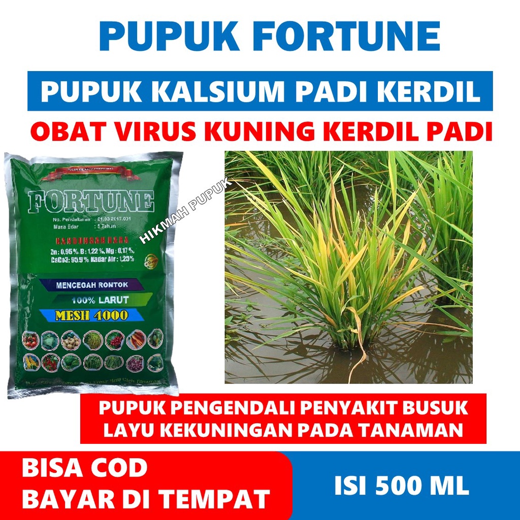 FORTUNE 1 Kg OBAT HAMA PENYAKIT DAUN KUNING KERDIL PADI PALING AMPUH Bisa untuk Daun Kuning Pada Semua Jenis Tanaman - Pupuk Tepung Mengatasi Virus Kuning Kerdil Padi, Pupuk Kalsium Padi Kerdil - Pupuk Daun Kuning Kerdil Padi di Sawah