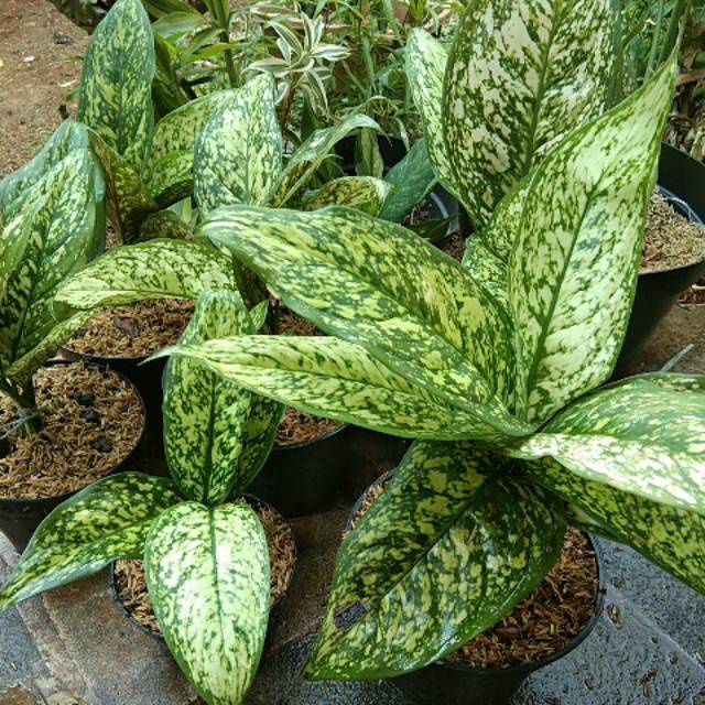 Promo tanaman hias blanceng chiangmai -aglonema indukan rimbun -tanaman bunga hias hidup unik murah 