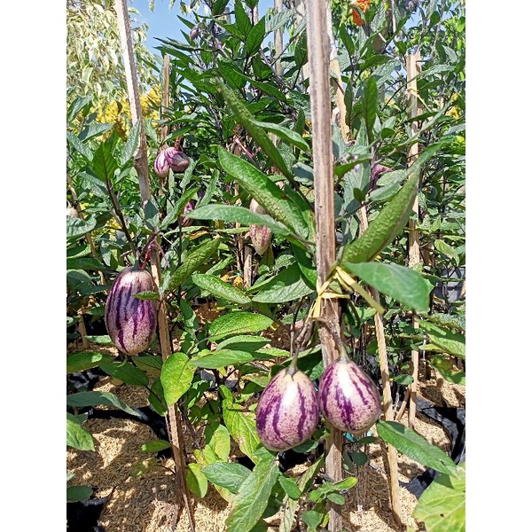 Tanaman Bibit Buah Pepino cepat berbuah bisa ditanam dalam pot