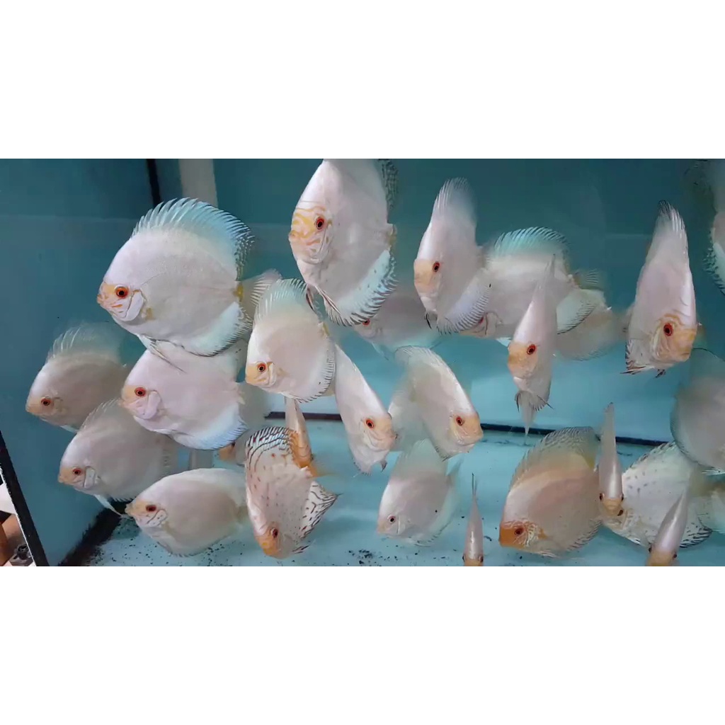 Ikan Discus White Butterfly Size 3 Inch