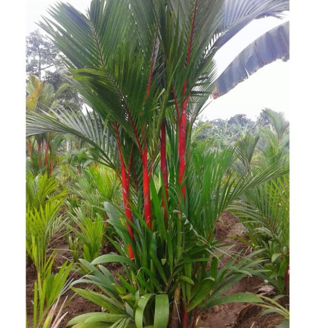 TANAMAN HIAS PALEM MERAH 1 METER + POT UK40