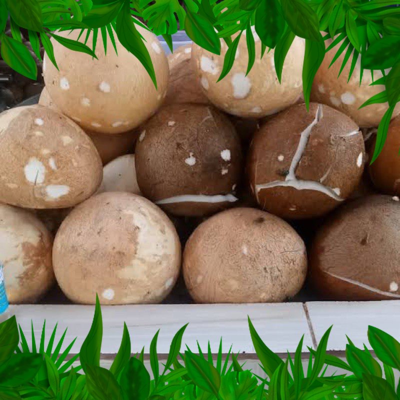 

SAYURAN FRESH NUSANTARA - KELAPA PARUT