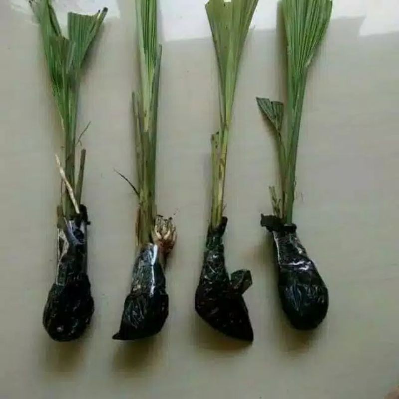 

(COD) Ready!!! bibit marasi pemanis rasa