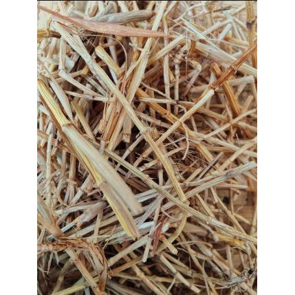 

Akar Alang Alang Kering 150grm original