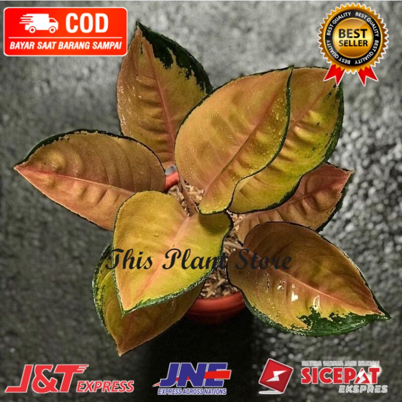 bibit anakan aglonema sb sultan brunei 1/2 daun