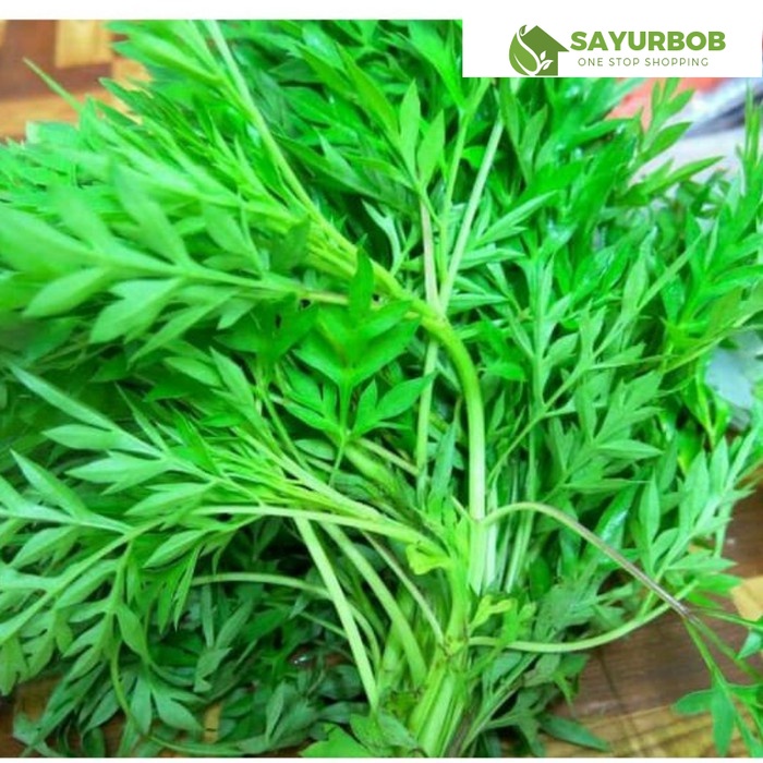 

Daun Kenikir Segar 1Ikat