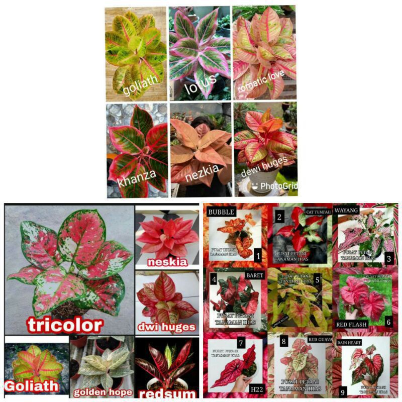 (BISA COD) Paket 21 Bibit Aglonema Asli /Tanaman Hias 21 Jenis