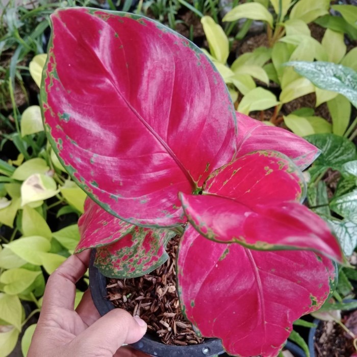 Tanaman Hias Aglonema Red Anjamani, Aglonema red anjamani, bagus