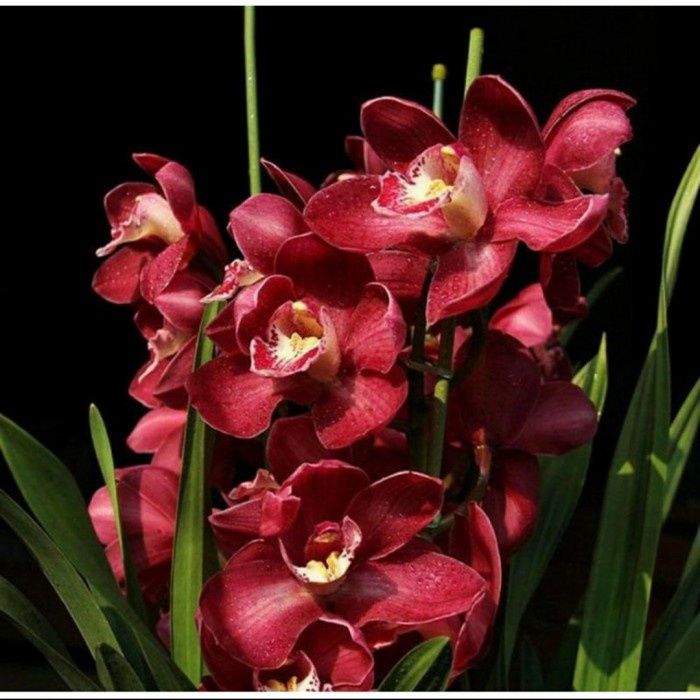 Anggrek Cymbidium Australia Red / TERMURAH