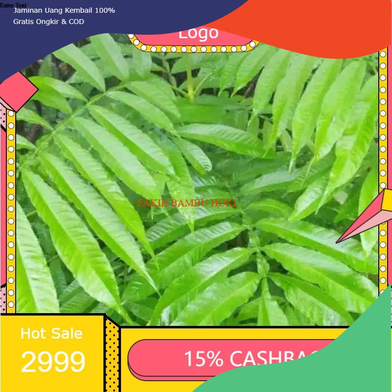 

TERMURAH Daun sungkai herbal 100 gram fres PROMO