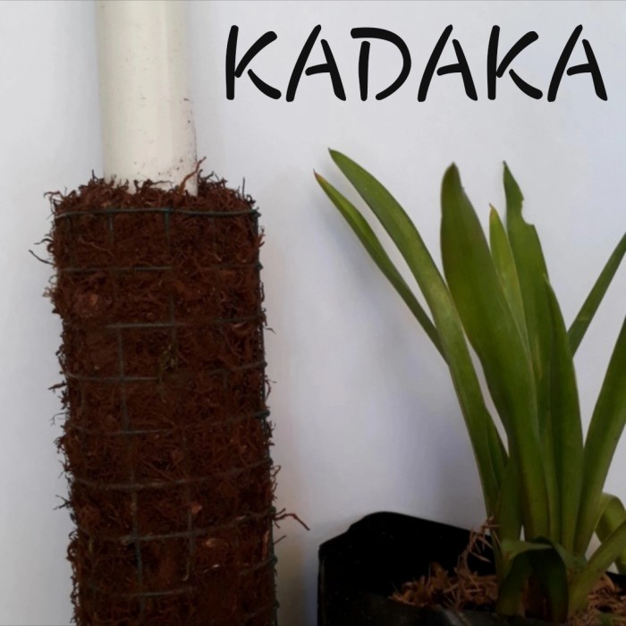 Turus lumut, turus kadaka, turus tanaman, rambatan monstera, premium