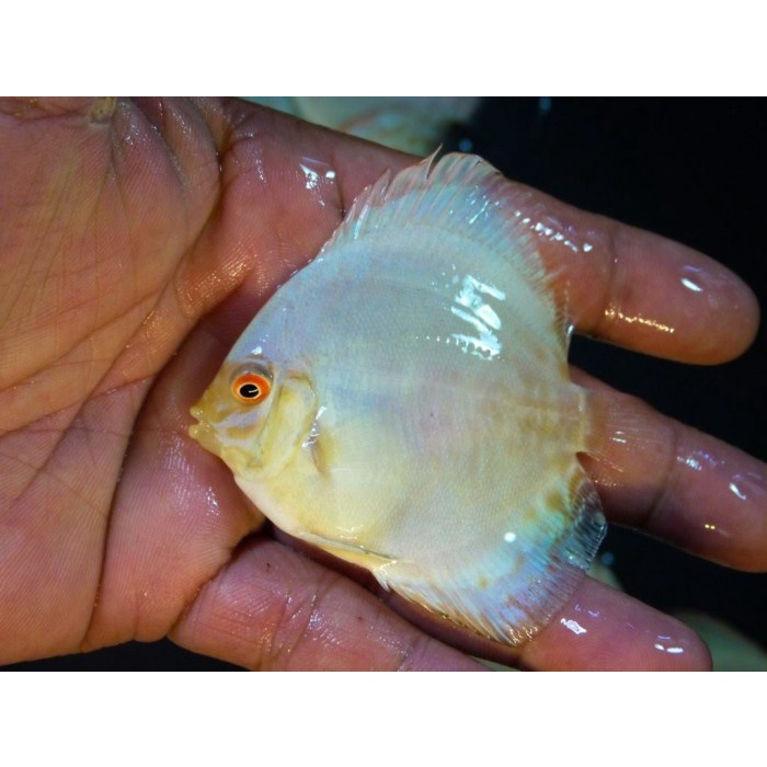 Ikan Discus White Butterfly Size 2 inch