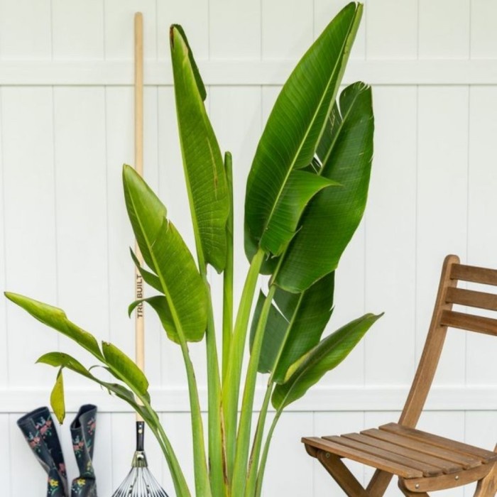Tanaman Hias - Ravenala Madagascariensis | Travelers Palm Tree