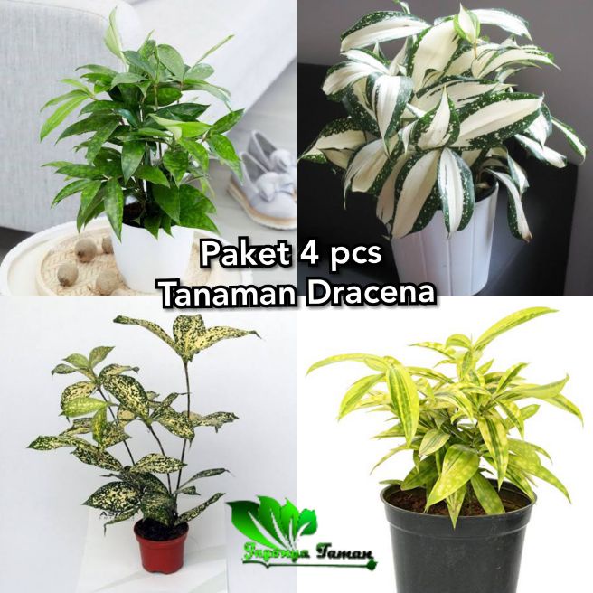 Paket 4 pcs tanaman hias dracena / dracena golden / dracena milky / dracena hijau / dracena varigata