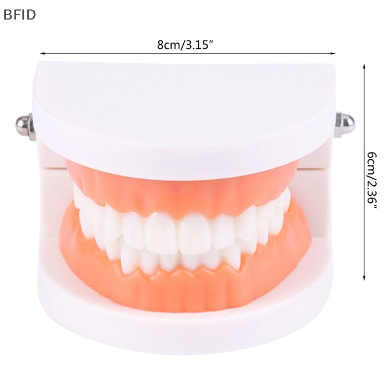 [BFID] Standard Teeth Model Standar Dewasa Typodont Demonstrasi Model Gigi Palsu Kompatibel Anak-Anak Teachig Clean Display [ID]