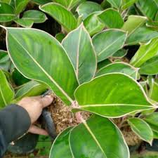 Tanaman hias aglonema black lipstick flaminggo / lipstik black aglaonema aglo