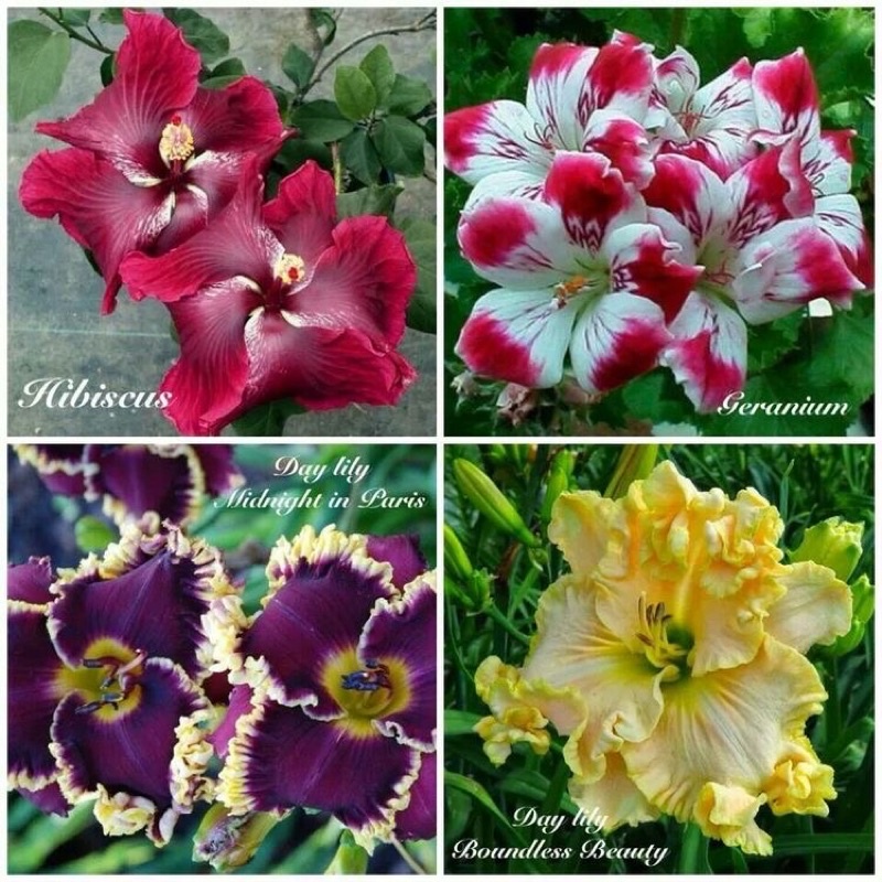TANAMAN ADENIUM TUMPUK WARNA TERBARU-KAMBOJA JEPANG- KEMBOJA ADENIUM ARABICUM Bunga Hidup