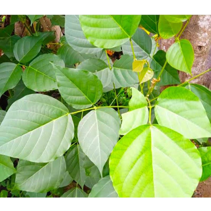 

Daun Dadap Serep Segar 250 Gram Obat Herbal Tradisional Fresh
