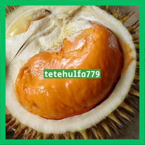 bibit durian tembaga super