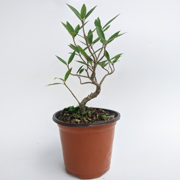 bibit bahan bonsai Beringin California