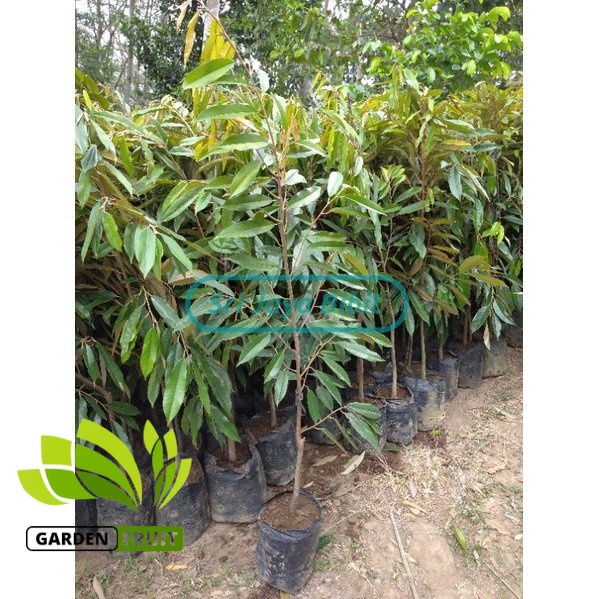 Bibit durian musangking asli 1 meter