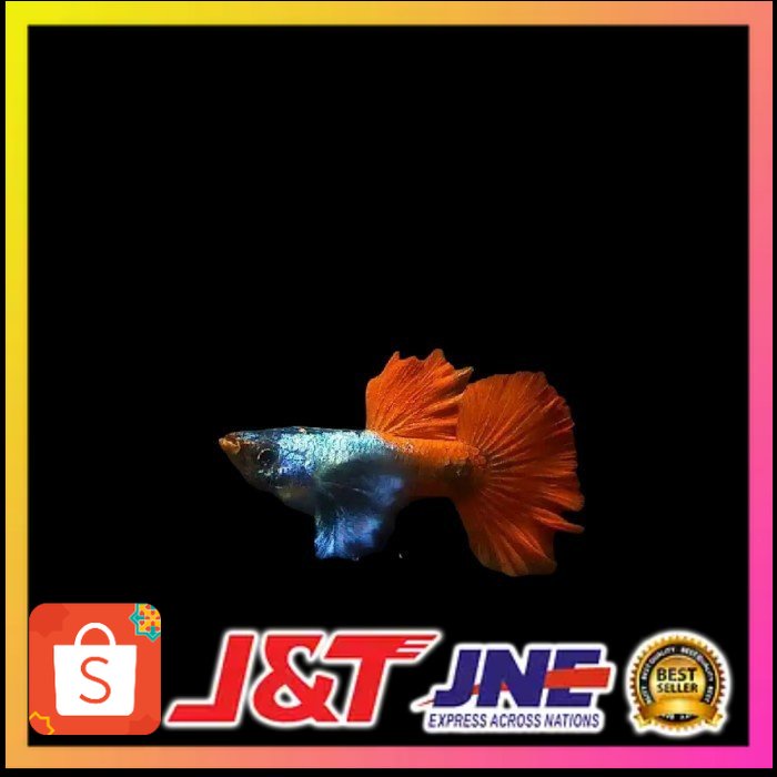 Ikan Guppy Platinum Red Tail Dumbo Ear