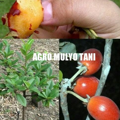 bibit sawo Kecik,sawo Manila unggul