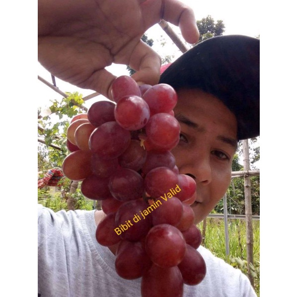 Bibit Anggur Import Ninel  Valid