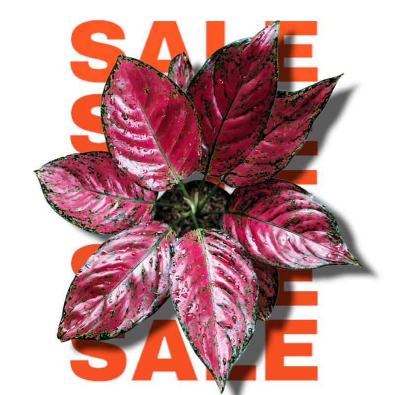 Bibit Bonggol Aglonema Red king